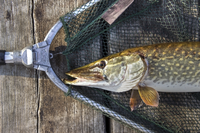 5 Hot Spots for River Northern Pike Fishing