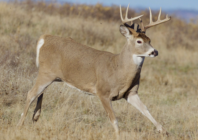 Chronic Wasting Disease Spreads to New State