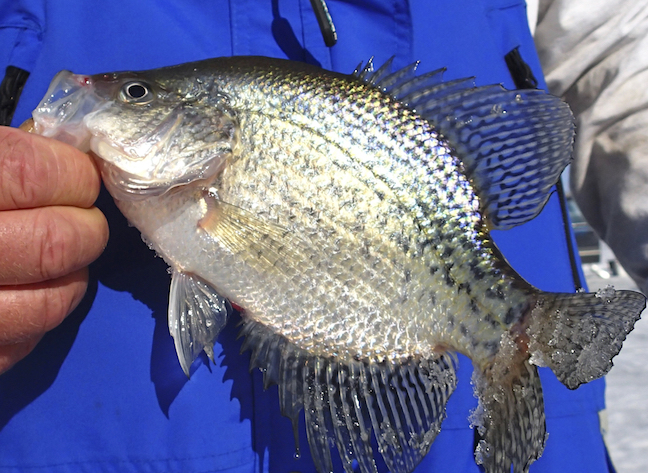 Arkansas Crappie Fishing Outlook 2018
