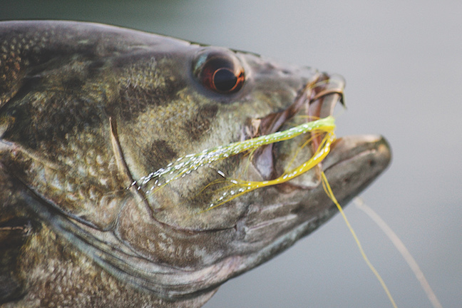 Fly Fishing for Smallmouth Bass