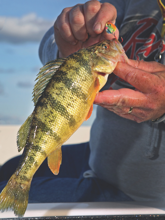 New York ice-out yellow perch