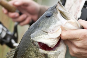 bass fishing outlook 2018