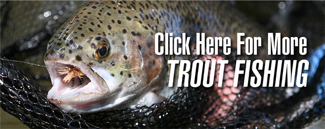 California trout