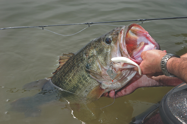 Bass Soft Plastics Before, During and After the Spawn