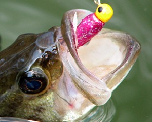 bass fishing outlook