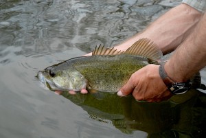 bass fishing outlook