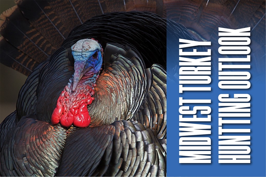 Midwest Turkey Hunting Outlook Feature