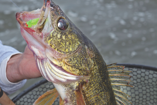 The Lowdown on Catching Wing Dam Walleyes