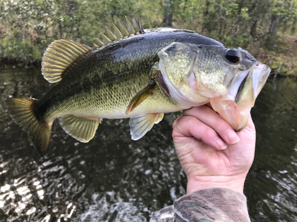 Washington bass fishing