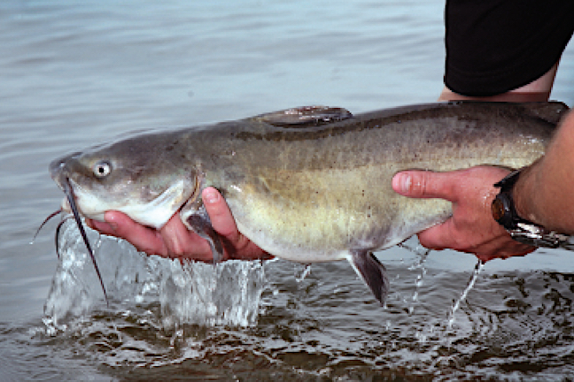 Jug Fishing Producing Plenty of Alabama River Catfish