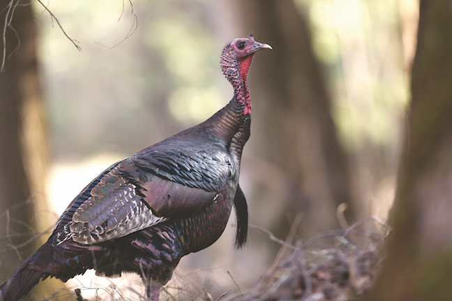 Spring Turkey Hunting: Don't Make These Ground-Blind Mistakes