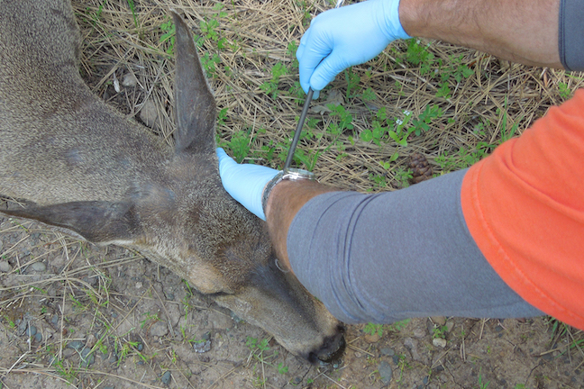 Arrow-Attacked Deer Treated, Expected to Survive