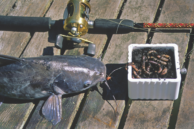 Do Catfish Rattles Work When Fishing for Catfish ? 