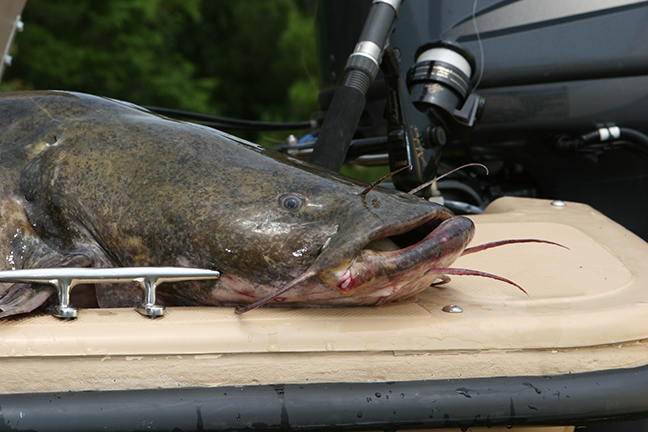 Weekend forecast fishing with a chance of catfish - fishing t