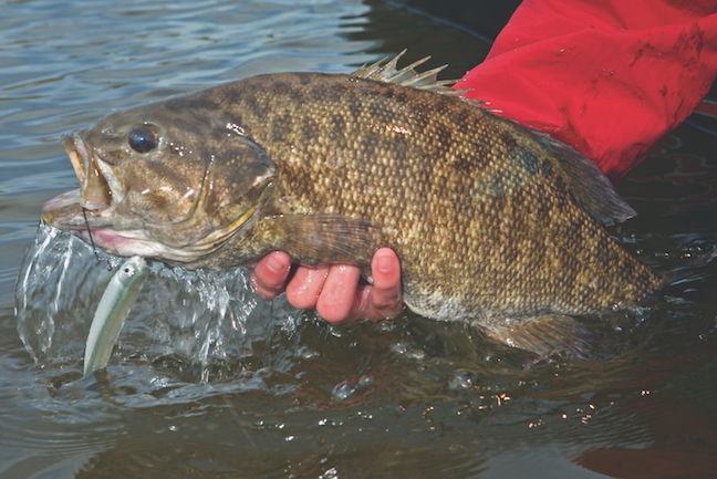 Tactics to Catch More River Smallmouth In June