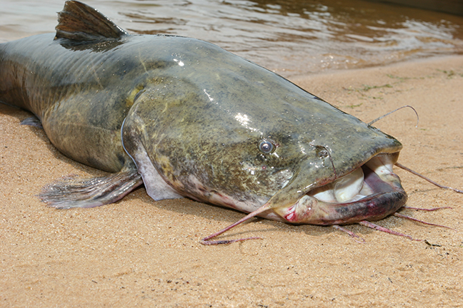 Trotlines for Catfish - Toledo Bend Fishing Trip - Trotline