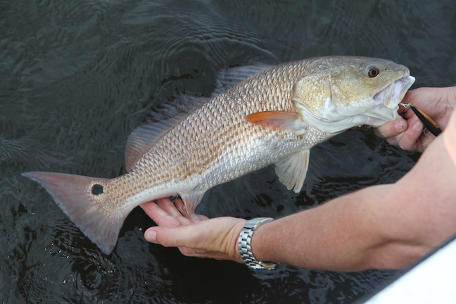 Rattle Up Redfish With These Lures - Game & Fish