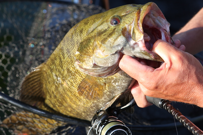 Lake Erie Summer Options for Smallies, Walleyes, Perch
