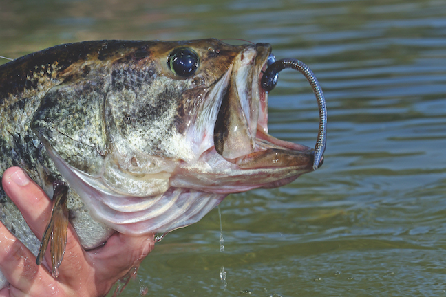 Pull Big Bass From The Trash With Straight-Tail Worms