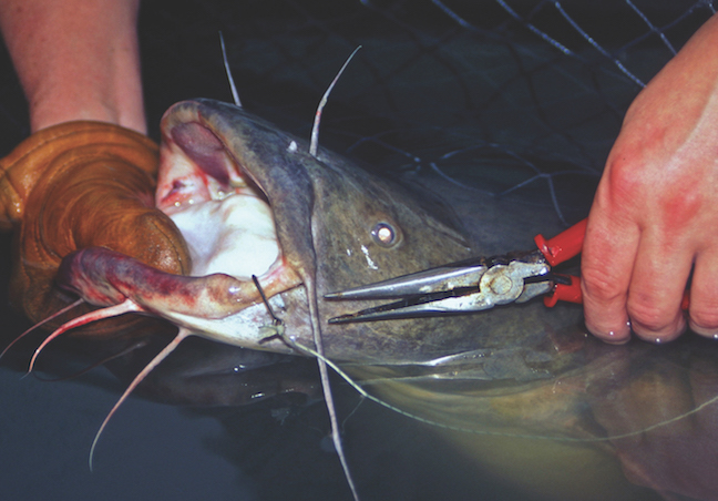 Summer Night Tactics For Big Catfish - Game & Fish