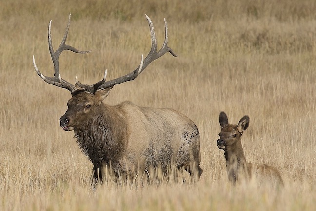 North American Model of Wildlife Conservation