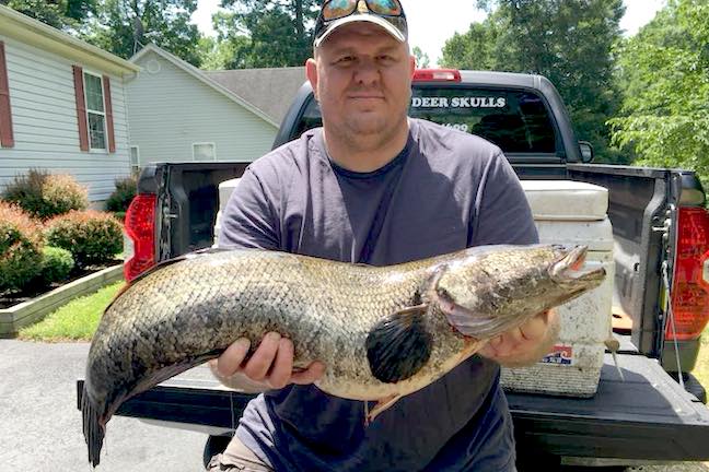 Invasive Snakehead Record Broken in Maryland