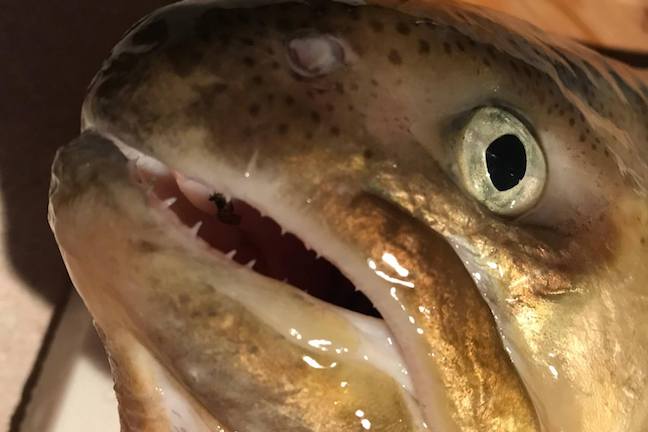 Trophy Trout Caught in Arizona Could Be World Record
