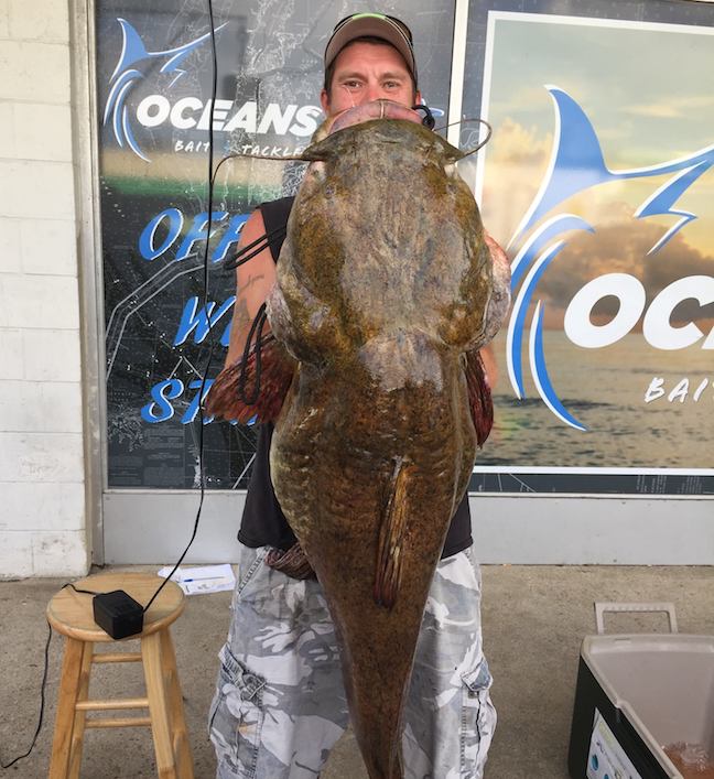 Pending Record Flathead Catfish Subdued With $20 Walmart Rod