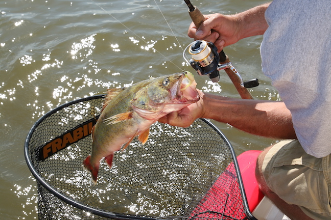 Cool Info For Hot-Weather Walleyes