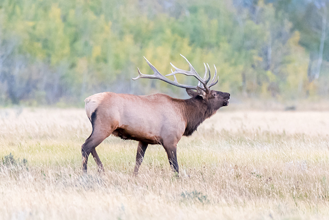 Pursuing Mature Elk by Following the Bugle
