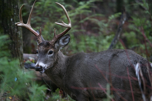 Bowhunting Tactics: Maximize Your Time in the Woods