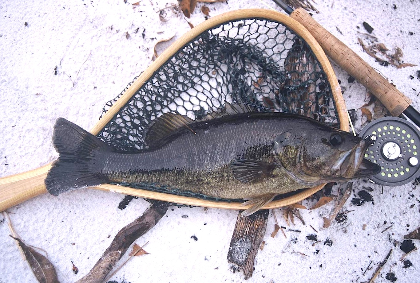 Black Bass in North Carolina