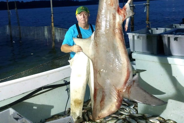 Huge Bull Shark Caught in Maryland Net