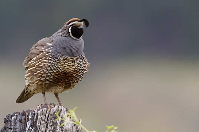 Quail Hunting: Be Ready When the Covey Rises