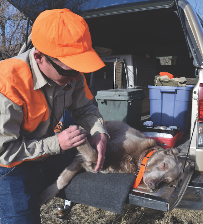 5 Steps to Recharge Your Hard-Hunting Dog