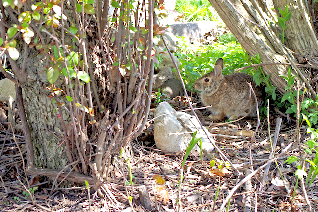 Bobcat eats rabbit in Green Township yard 