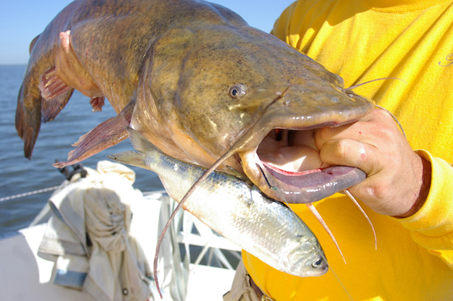 Master the Paternoster Rig for Catfish - Game & Fish