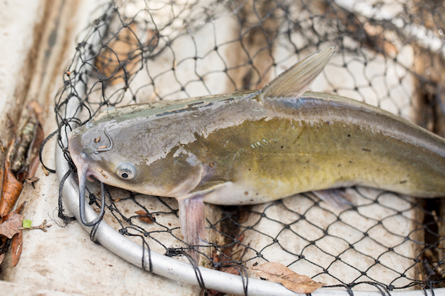 Quick Tip: Baits For Eating-Size Catfish