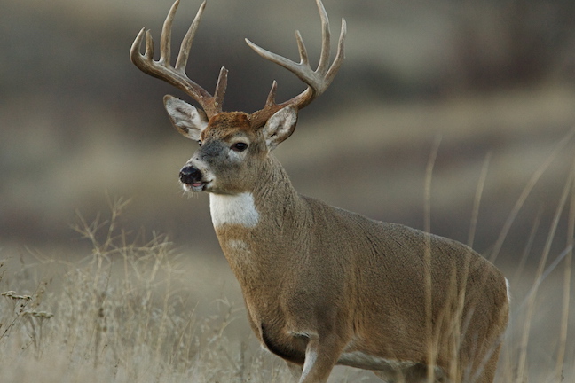 Illinois Public Land Deer Hotspots for 2018