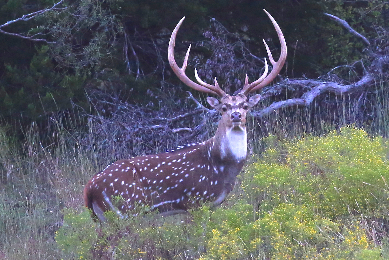 Hunting Texas Exotics a Year-Round Opportunity