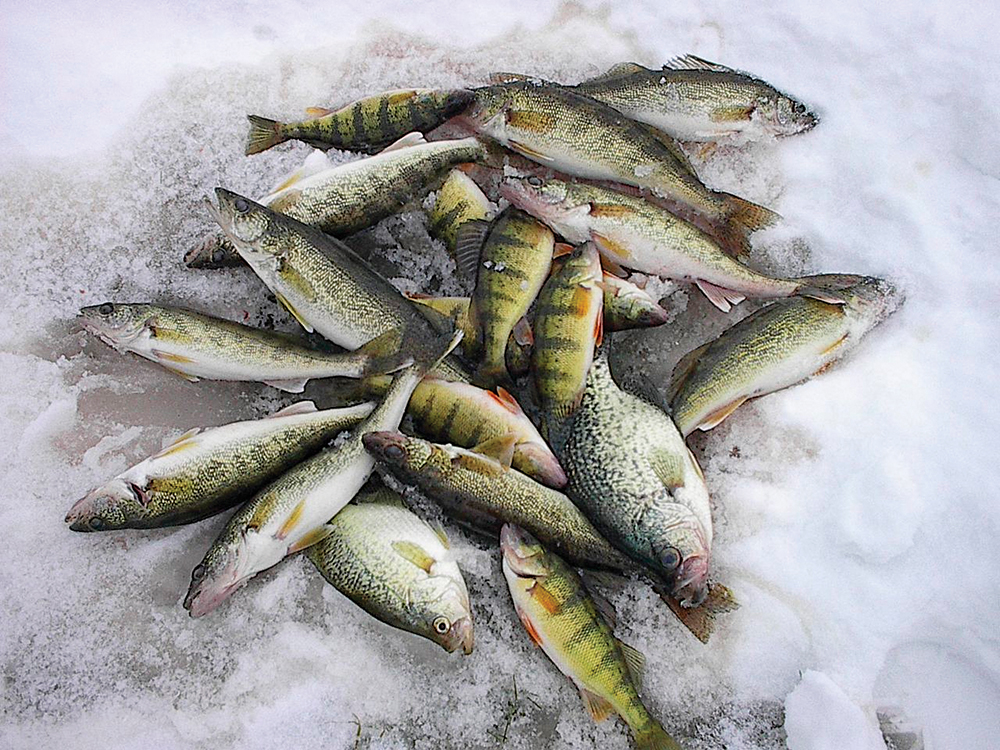 Рыбы февраль мужчины. Рыбалка в феврале. Февраль рыбы. Зимняя рыбалка на Селигере. Gf рыбы.