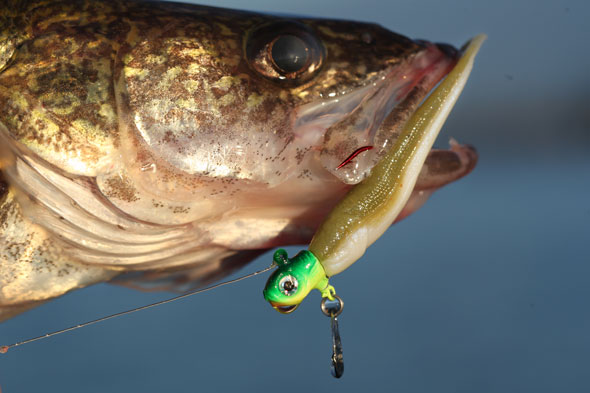 Rig Spinner Trout, Spinner Walleye Lure