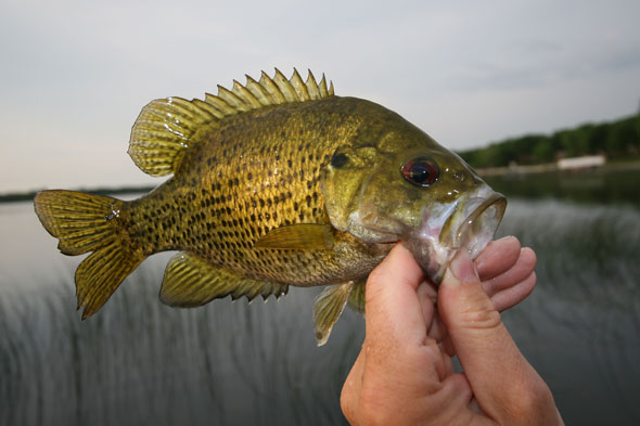 Catching Rock Bass