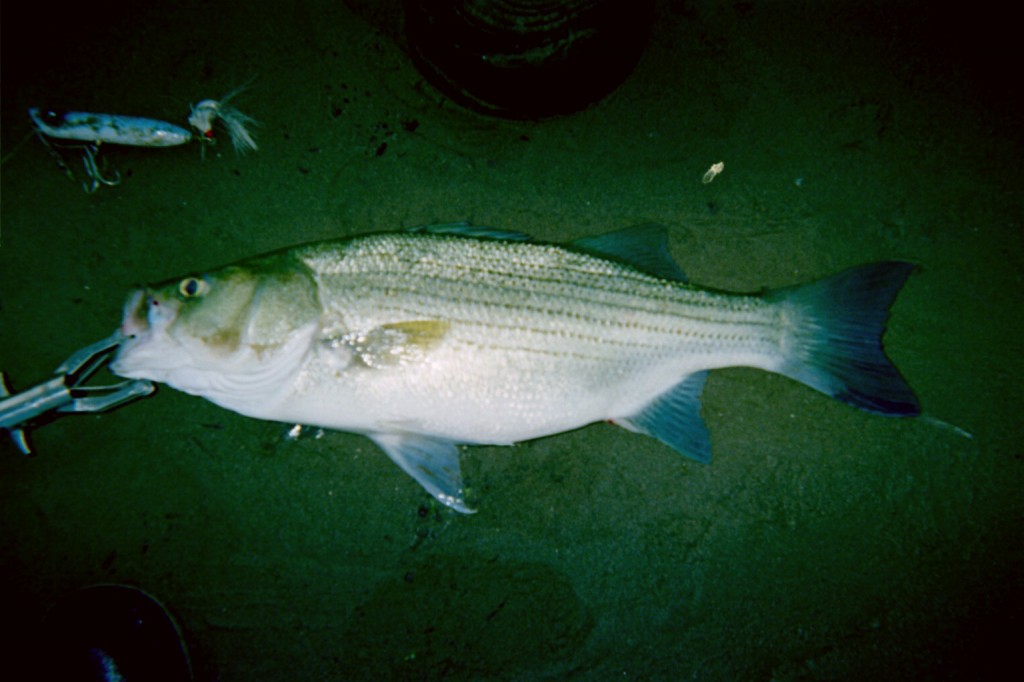 Early morning topwater hybrid striped bass (26.75")