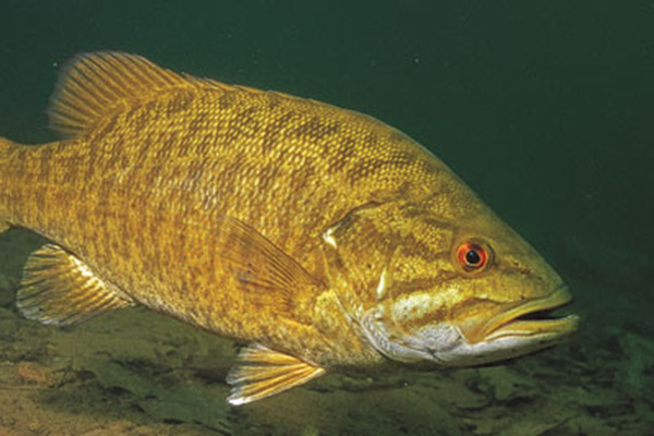 Winter Smallmouth Bass