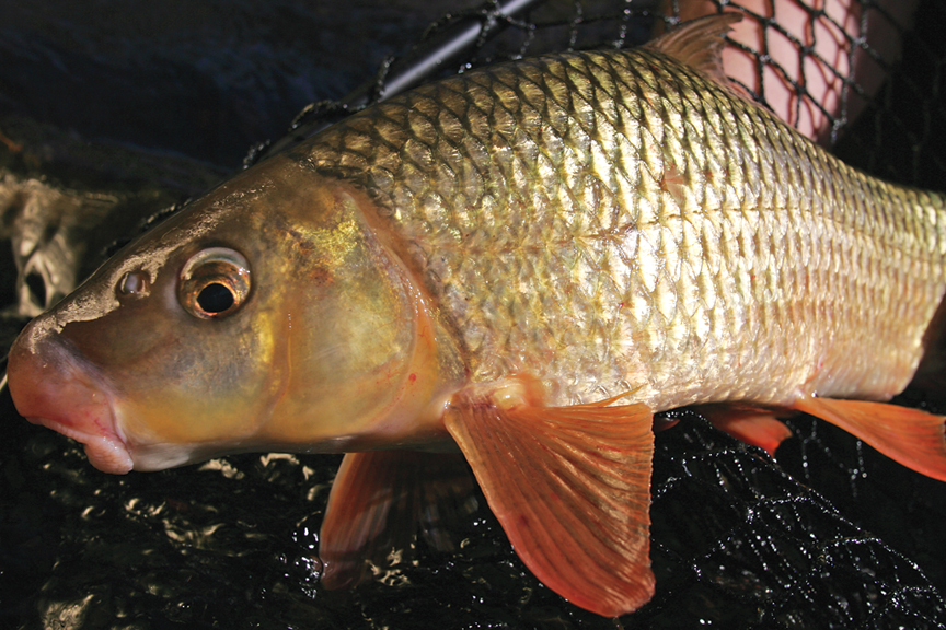 This First Rite of Spring, This Sweet Sucker Fishing Thing - In