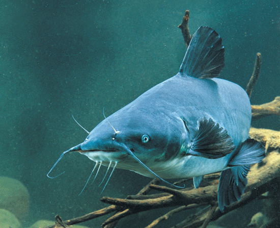 Ramblin' Blue Catfish