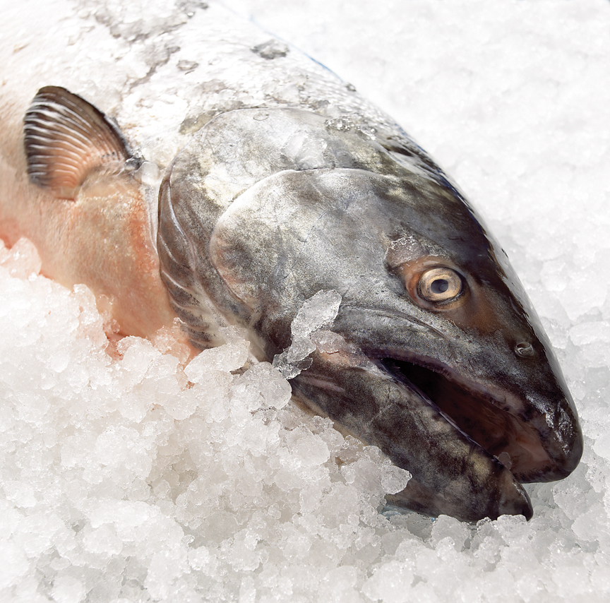 How Long Can You Keep Fish on Ice before Cleaning  