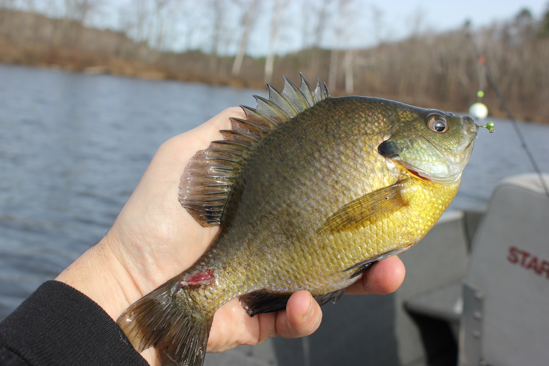 Bluegill Comments