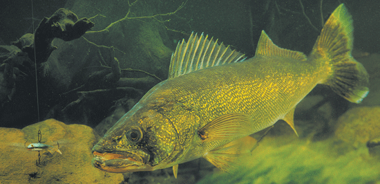 Swimming Lures For Walleyes